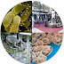 Pengertian Bioteknologi thumbnail
