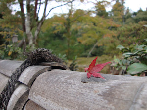 An autumn leaf