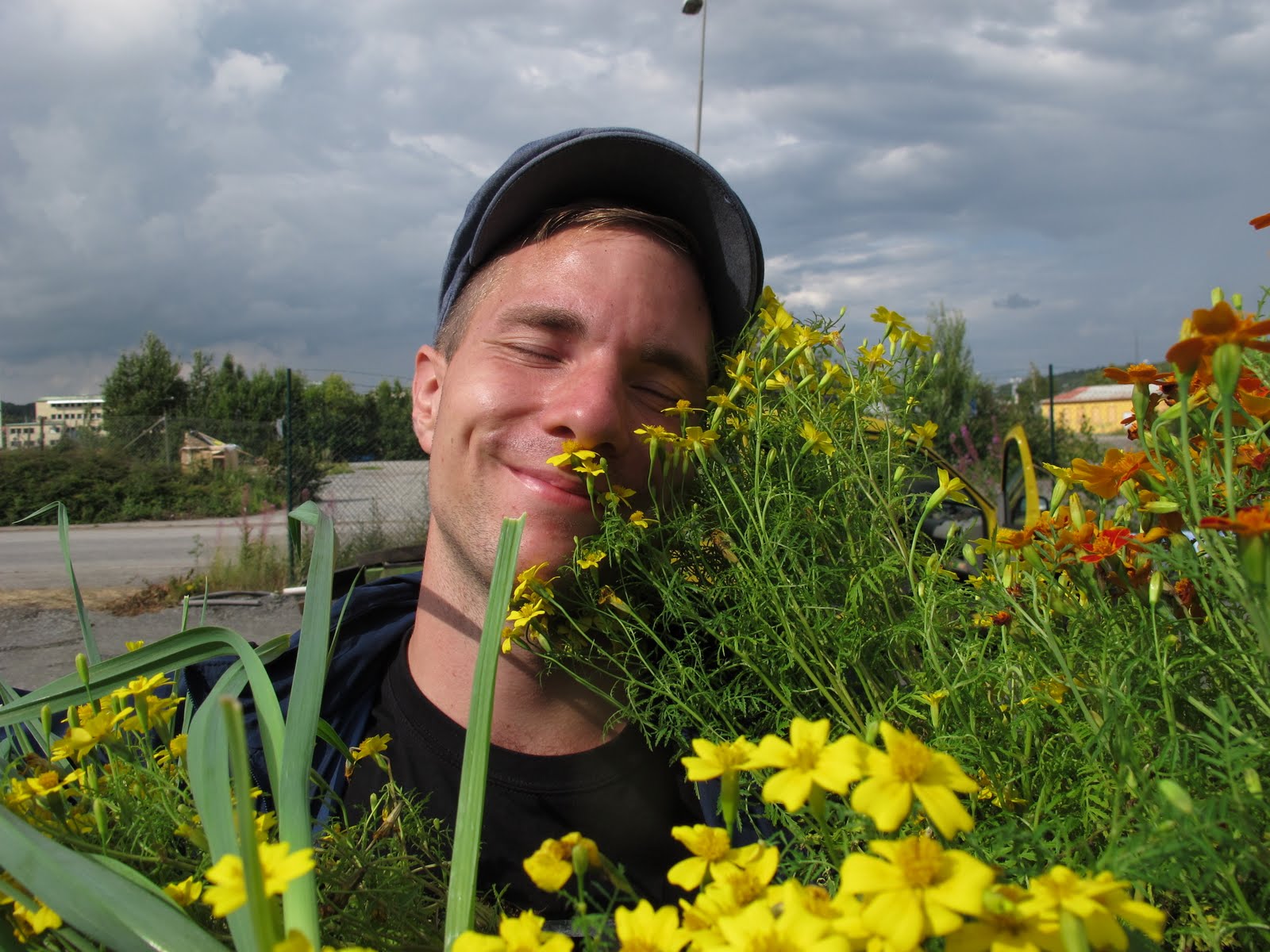 Tagetes.jpg