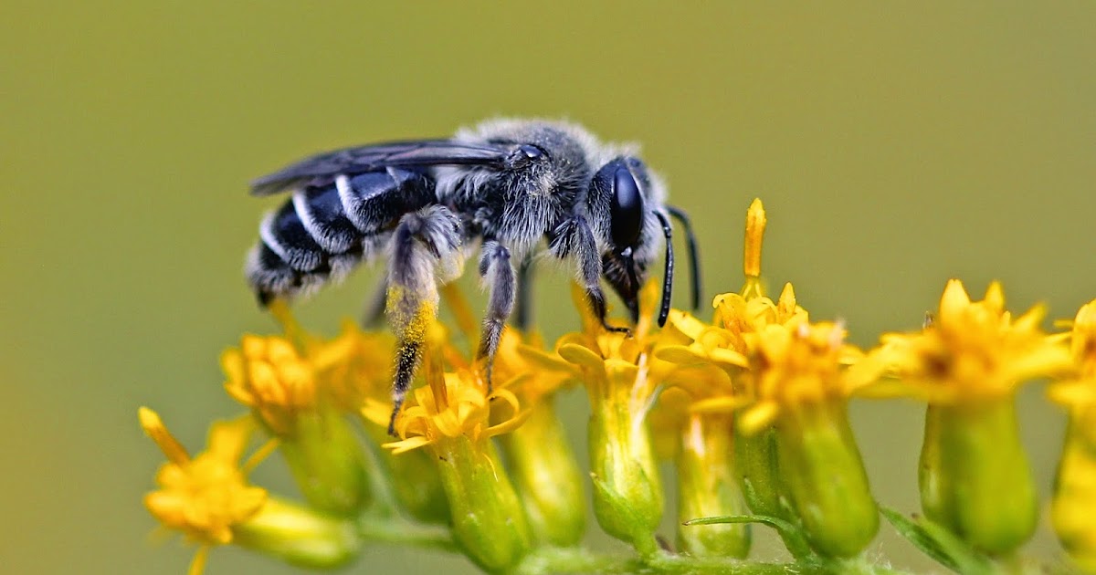 Red House Garden Nursery Labels for Neonicotinoid Pesticides