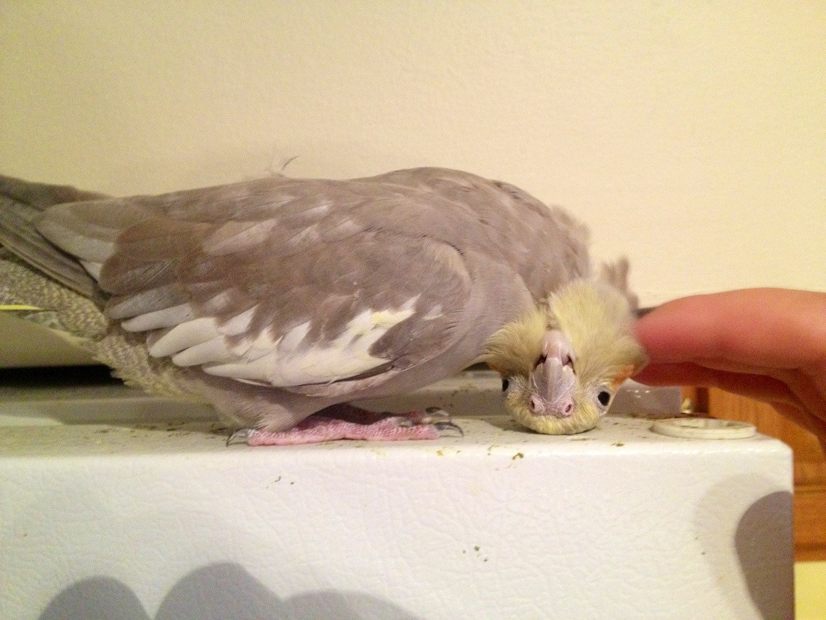 Funny animals of the week 5 October 2012 (40 pics) Amazing Creatures