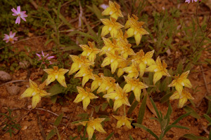 Massed Cowslip Orchids, Canna Western Australia