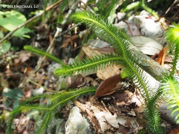 plants jungle Southeast asian plants jungle Southeast asian
