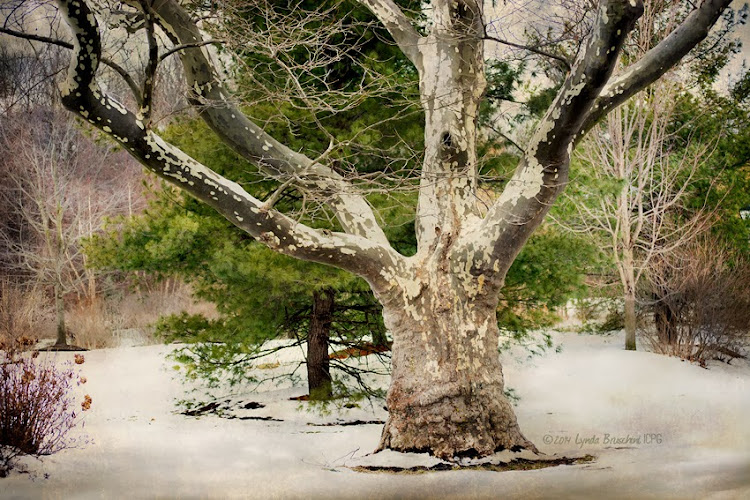 tree-photo 2014 © Lynda Bruschini-IGPC