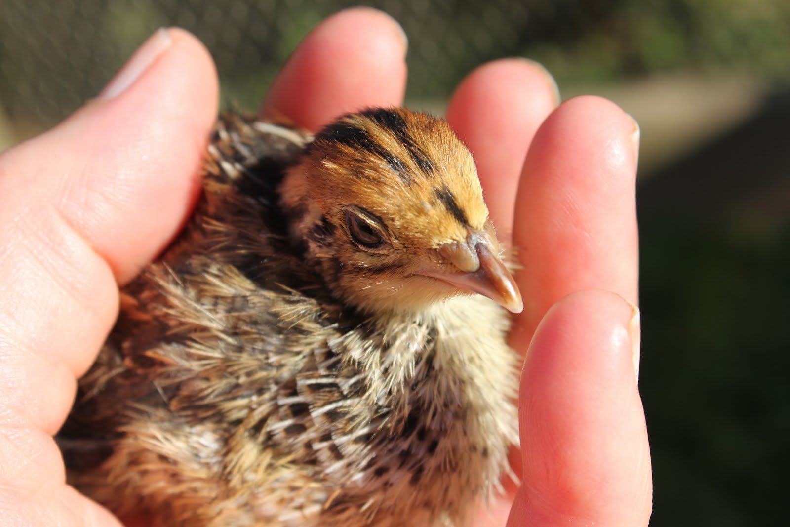 Hen teaches quail chicks to forage and how we freerange them. Hatching