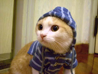 funny pet cat funny cute cat pussy kotka macka kocka gato katze macska huisdieren animaux de compagnie Haustiere animales domesticos husdjur Evcil Hayvan anifeiliaid anwes domace zvali augintiniai peatai bet kay lemmikit mga alagang hayop domaci