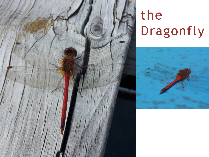 Bugs of The World Water Gliders