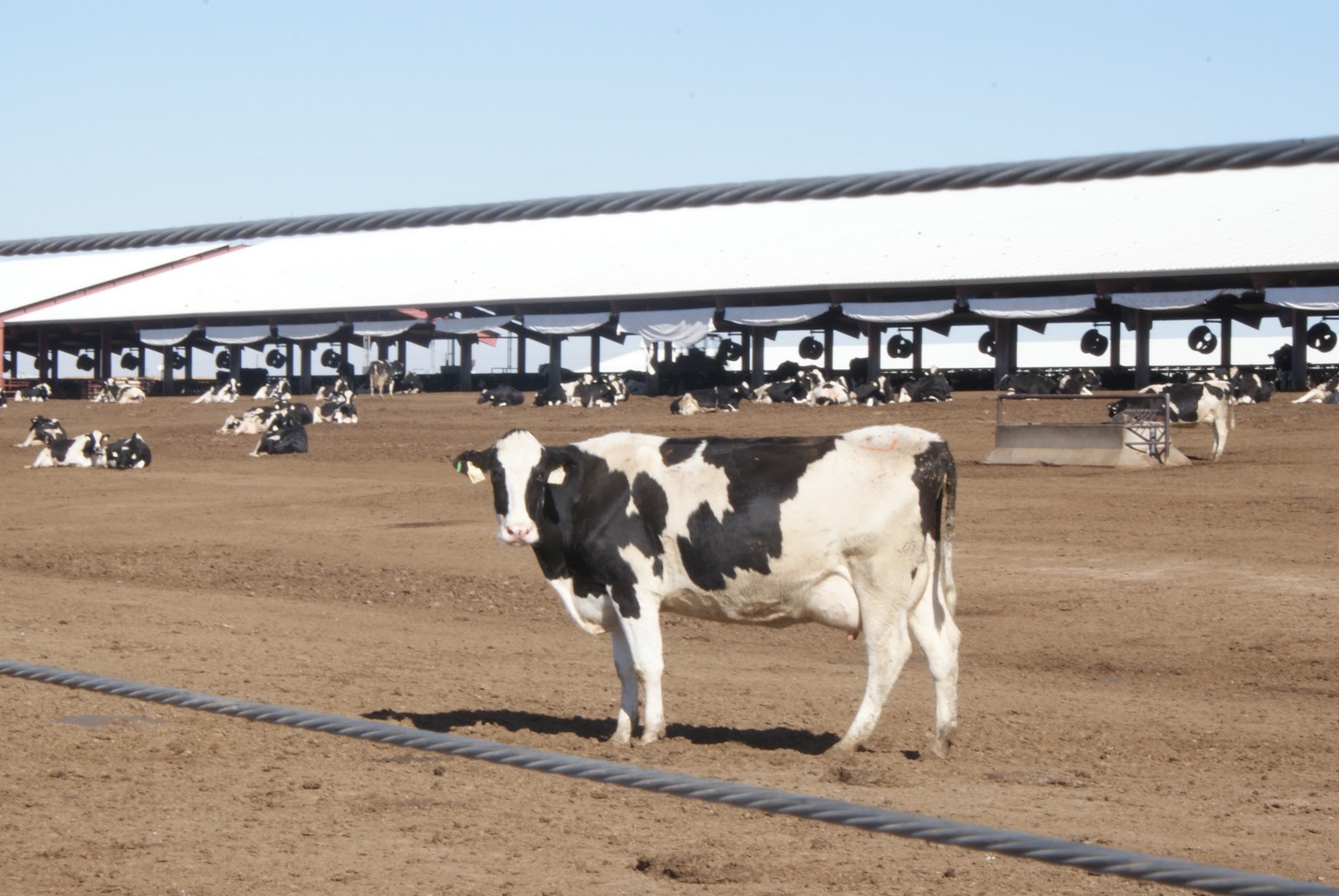 Day By Day Shamrock Farms Dairy