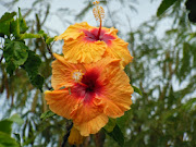 Les Musiques d'Île de Paques - anthologie de la musique des peuples amp paques label img 