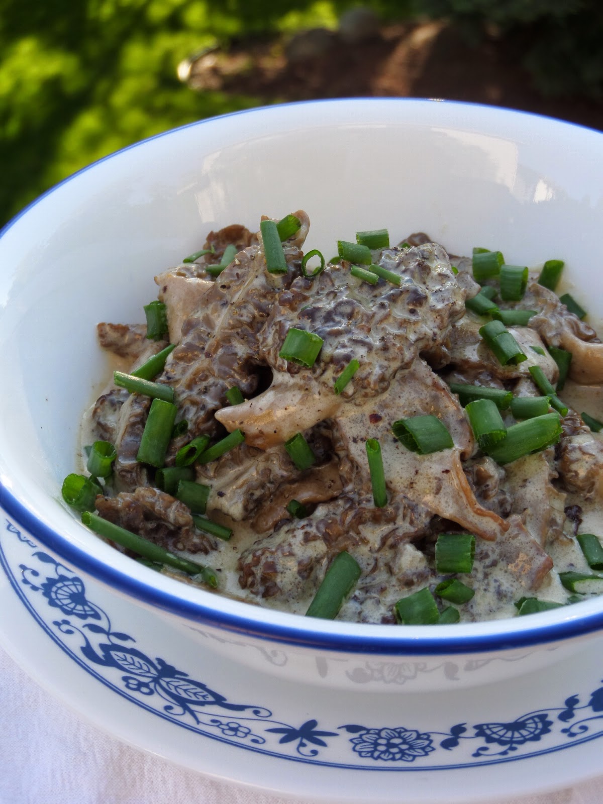 Becki Melvie Foraging 101 {How to Hunt for Morel Mushrooms}