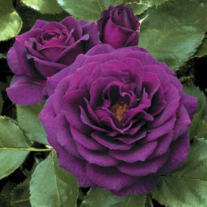 Types of Lavender Roses Types of Lavender Roses