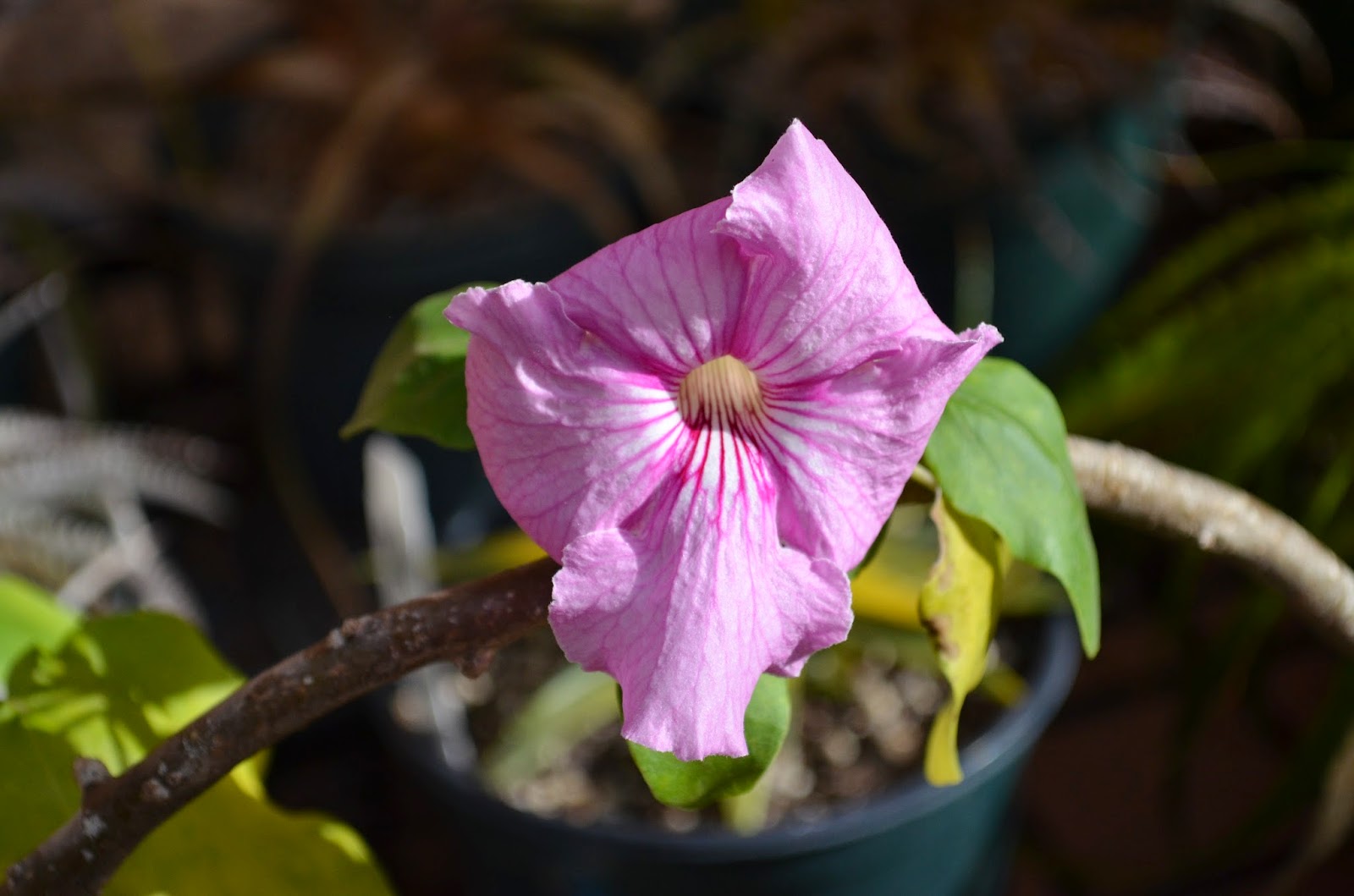 Succulent Bromeliads and others Uncarina
