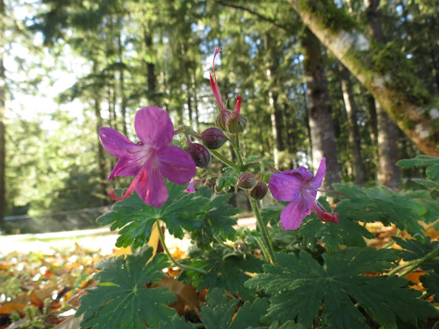 A Few Pga Triumphs The Gardenist