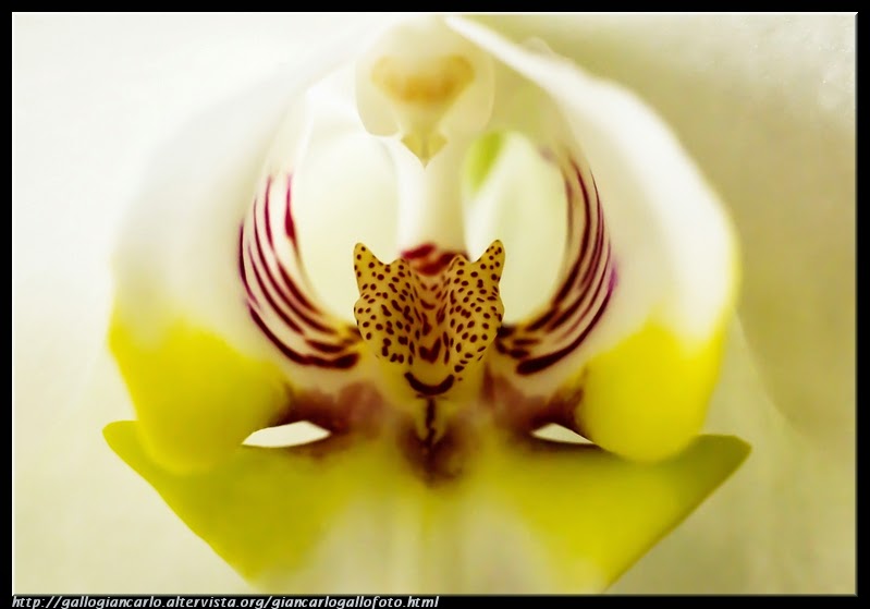 orchidea