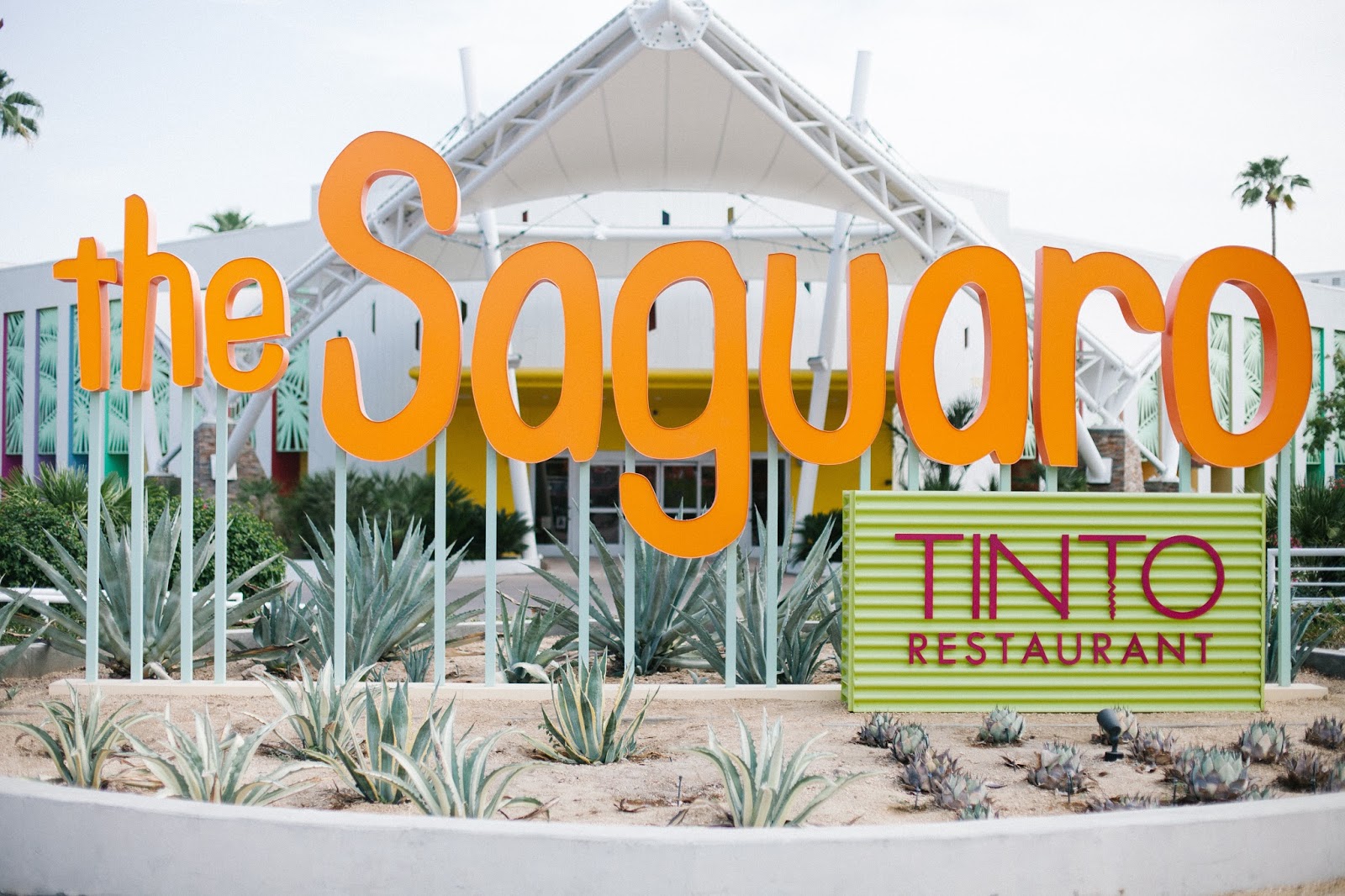 the saguaro