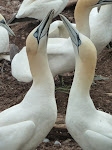 Gannets greet their mate