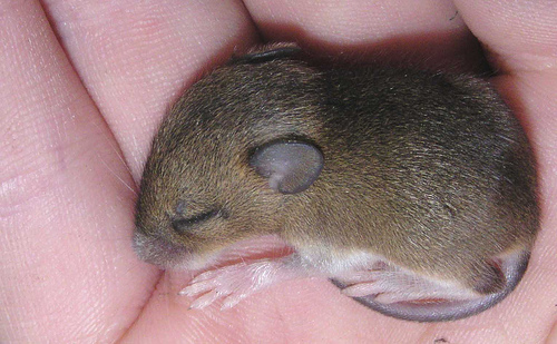Baby Field Mouse
