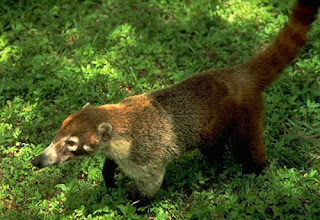 Ring Tailed Coati Populations Ring Tailed Coati Populations