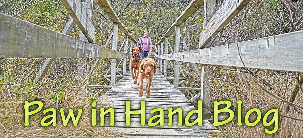 Paw in Hand Pet Services