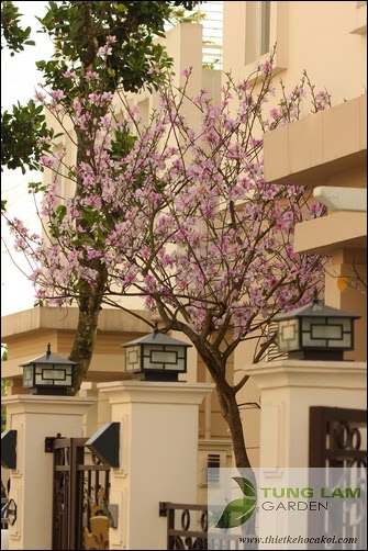 Thiết kế hồ cá Koi đẹp, sân vườn Splendora với hồ cá Koi mini, cá Koi Nhật thân thiện Thiết kế hồ cá Koi đẹp, sân vườn Splendora với hồ cá Koi mini, cá Koi Nhật thân thiện