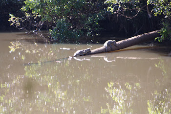 Crocs near Mataranka Springs