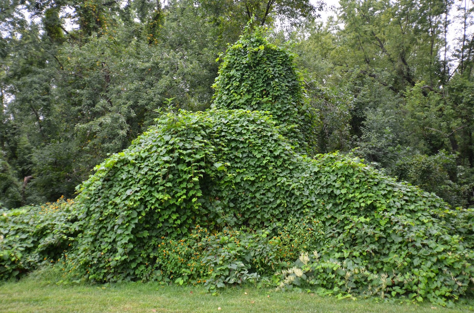 Glastonbury Bittersweet Battlers Invasive Plants Journal Wild Grape