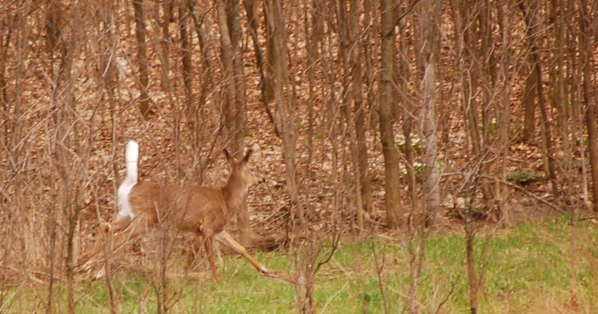 A circle of life "There should be rabbits and deer...."