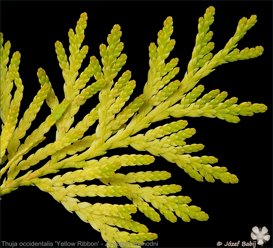 Thuja occidentalis 'Yellow Ribbon' - Żywotnik zachodni 'Yellow Ribbon'