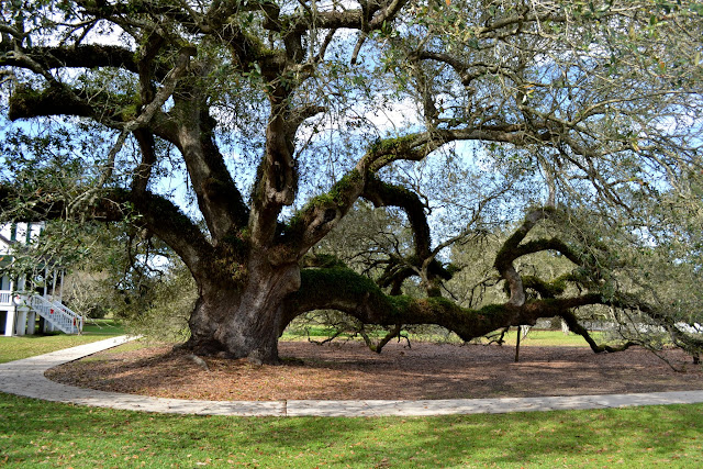 Quercus virginiana - знаменитые дубы Юга США