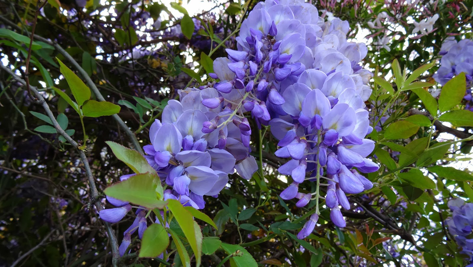 MAP MELBOURNE STREET TREES 45 WISTERIA