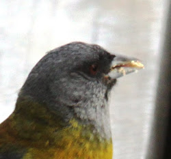 Doña Cometocino comiendo pan