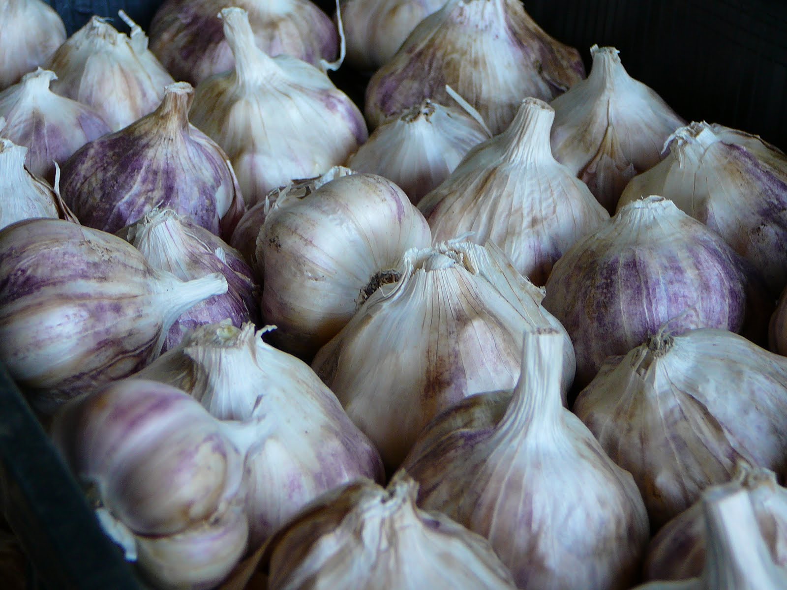 Garlic In The Soul: Garlic 101