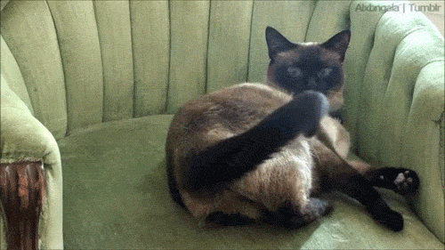 Funny animal gifs - part 11 (10 gifs) Funny animal gifs - part 11 (10 gifs)