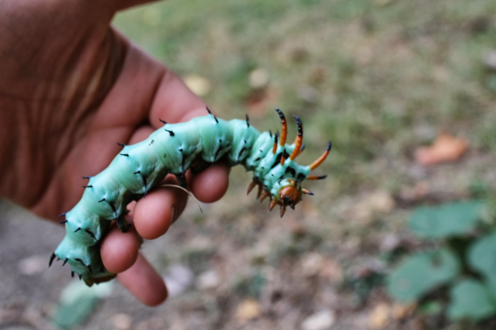 Our Journey Hickory Horned Devil Caterpillar Yikes!