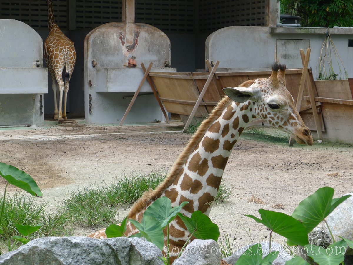 GoodyFoodies Fun with Kids Zoo Negara Malaysia