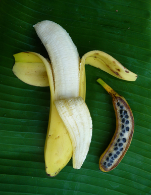 Where do bananas originate?