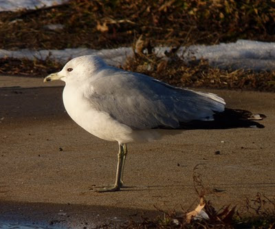 Pictures Of Gulls