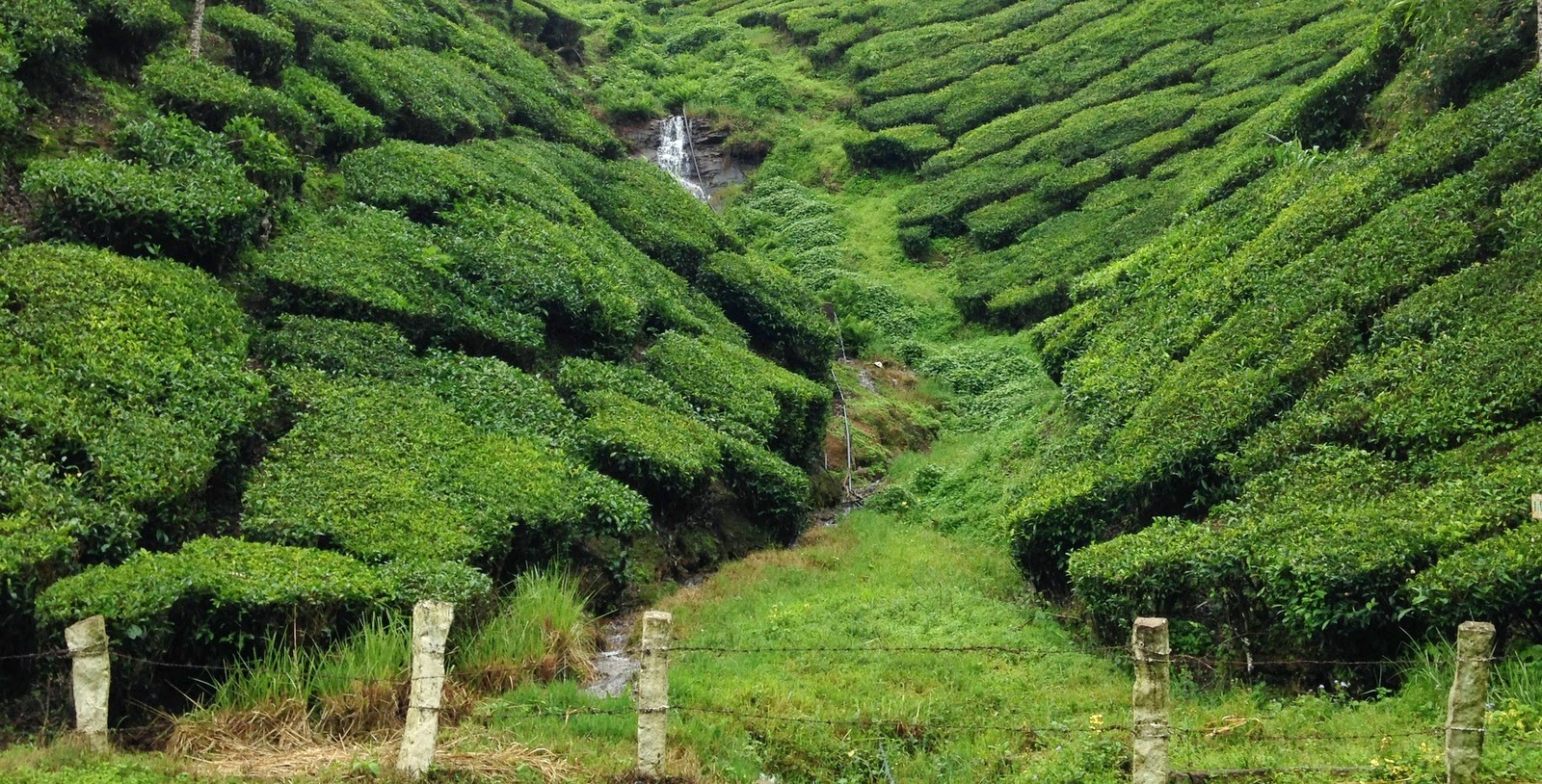 Munnar in Monsoon Munnar in Monsoon