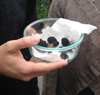 Oregon Black truffles, found on Lummi Island