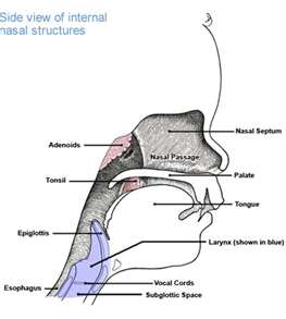 Clogged Nasal Passages Diagram Pictures to Pin on Pinterest - PinsDaddy