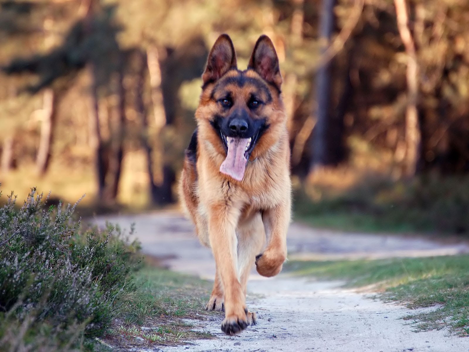 Best Wallpaper: Cute Dogs HD Wallpapers Free Download