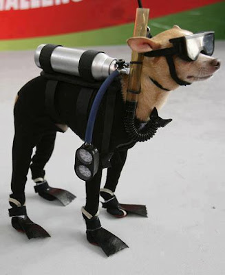 Make Sure Your Dog Is Diving...