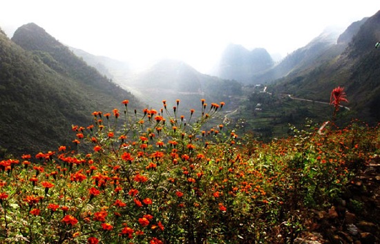 [Image: ha-giang-mua-hoa-nho-2.jpg]