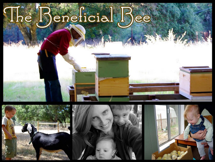 The Beneficial Bee