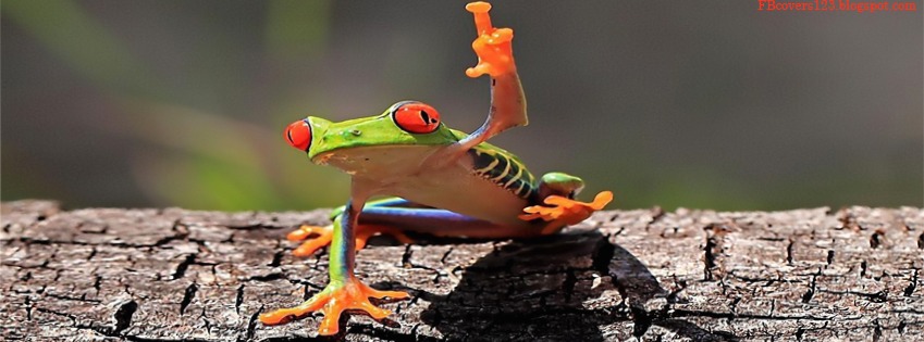 Facebook Covers 1 2 3 Funny Frog On Tree Picture For