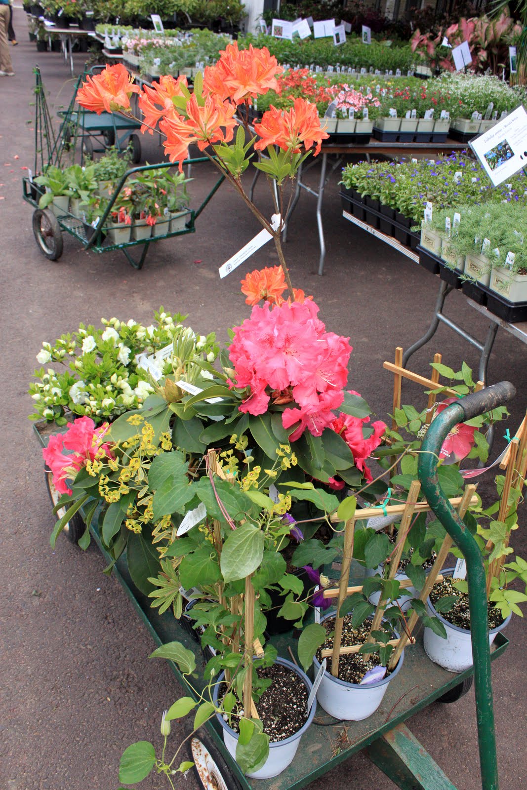 Morris Arboretum Plant Sale 2011