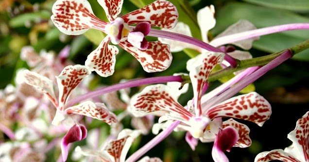 Kumpulan Gambar Bunga Anggrek:Blog Bunga