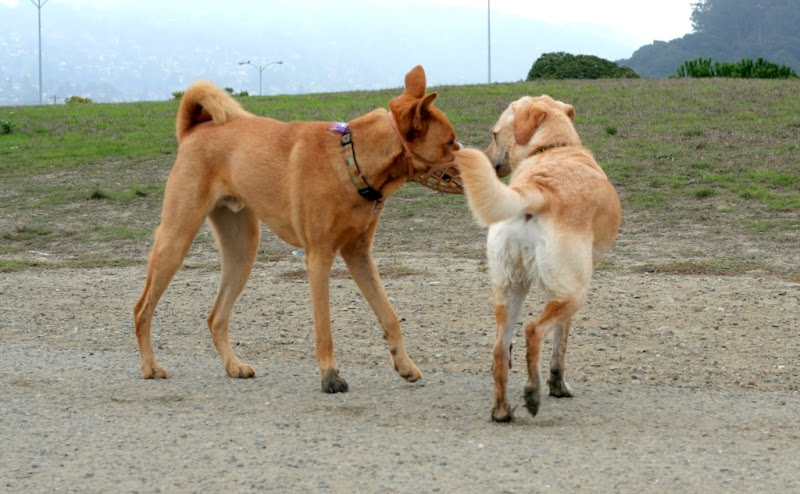 cabana greeted by a reddish brown shorthaired dog wearing a muzzle over his face