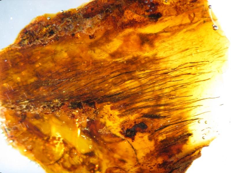 Tree Resin Captures Evolution of Feathers On Dinosaurs and Birds
