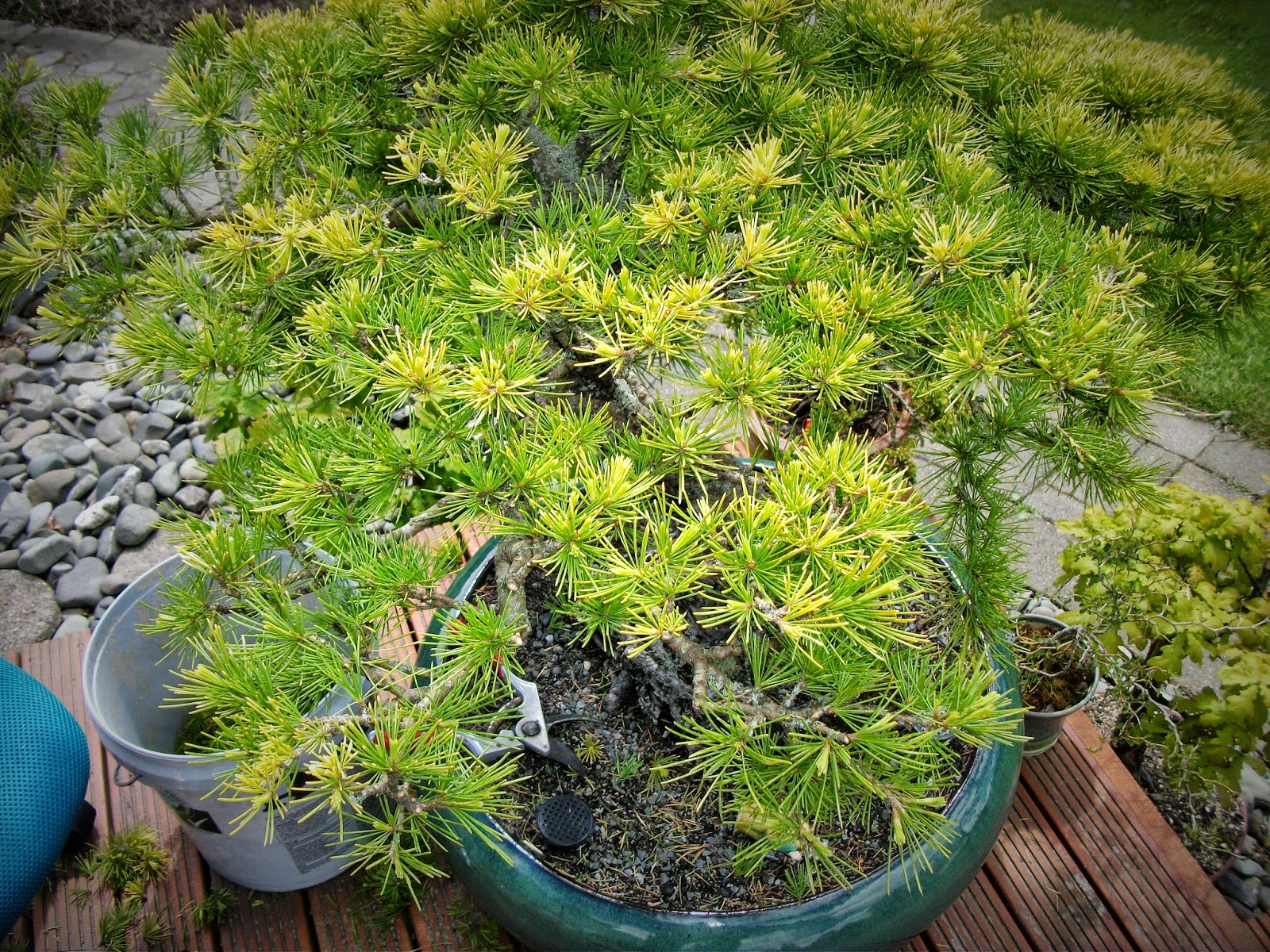 Fionna's Bonsai Pots, Kiwi Made, In New Zealand My Golden Cedar Bonsai